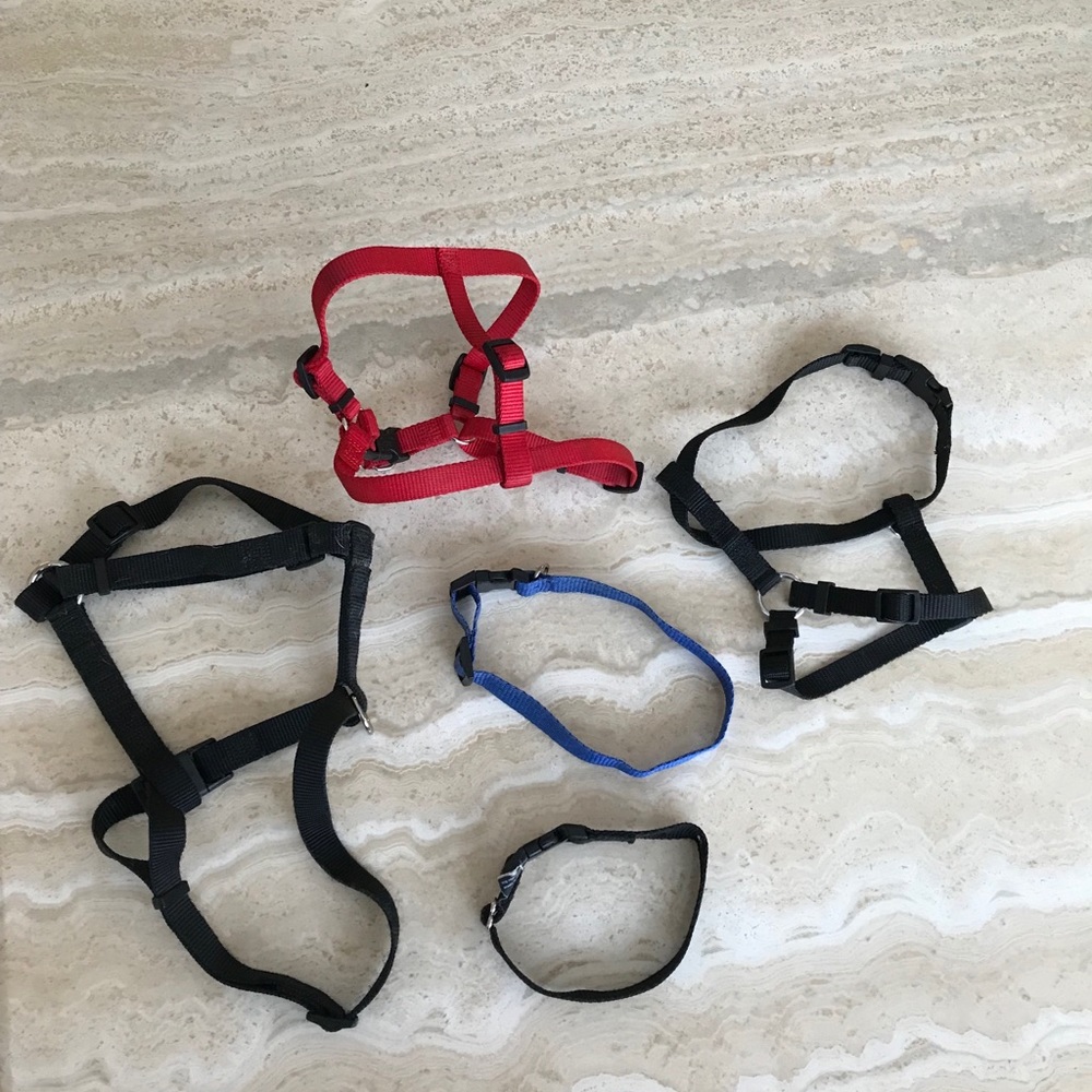 FIVE DOG COLLARS/HARNESSES